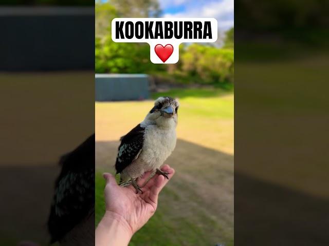 ️ KOOKABURRA LANDS ON HAND ️ #kookaburra #birds #australianbird