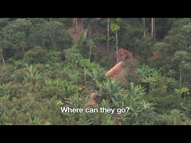 Uncontacted Amazon Tribe  First ever aerial footage