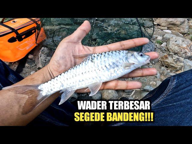 REKOR ‼️ IKAN WADER TERBESAR YANG PERNAH SAYA DAPATKAN | Perangkap Bubu Payung