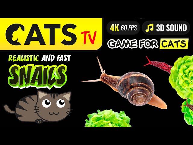 CATS TV - Fast Snails  & slugs 🪱 4K  BATTERY ECO   [4K]