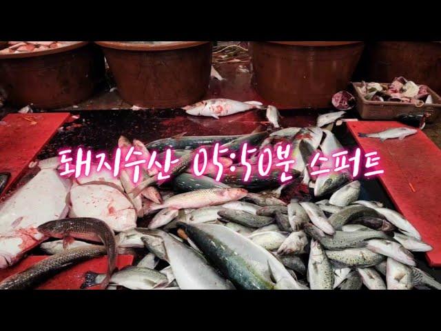 돼지수산 스퍼트(05:50)12/27일 04시반 정규라이브(월~토)️Only one 새롭고 싸고 다양한 노량진수산시장 새벽 쇼핑을 돕는 정규생방송(Live)운영~^^