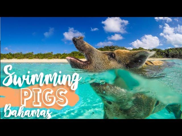 Swimming Pigs of the Bahamas! - Exuma Cays