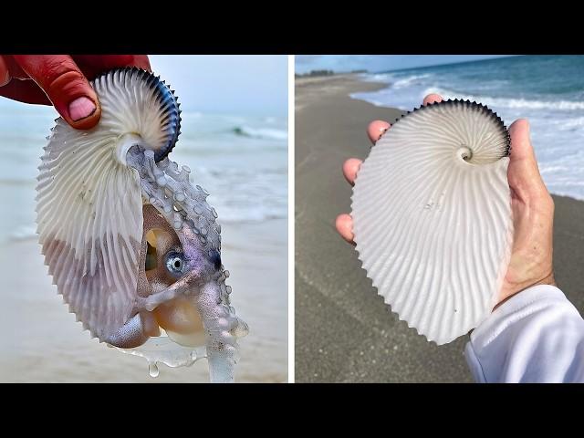 Greater Argonaut  Lives in a Paper Boat!