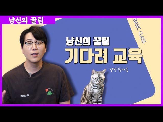 고양이 "기다려" 교육 실패한분들 ? 그럼 이 영상 보셔야죠!! feat.아인