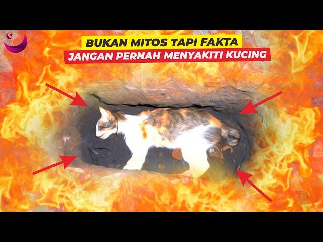 BUKAN MITOS !! HATI - HATI INI ALASAN SEBENARNYA MENGAPA KUCING HARUS DI KUBUR DALAM ISLAM ?