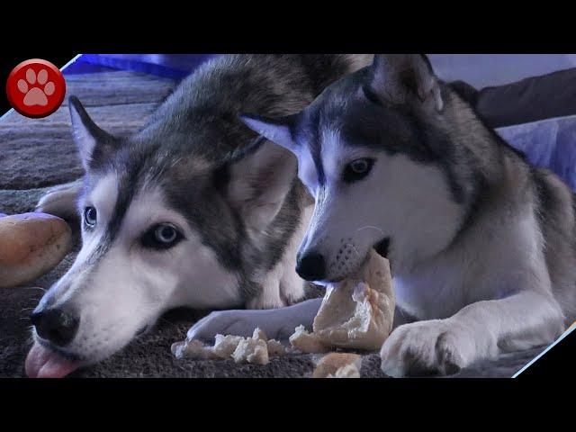 NORA THE HUSKY STEALS A BISCUIT!