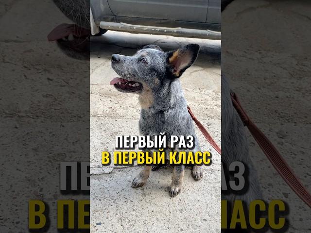 Первый раз в первый класс  #питомцы #щенок #австралийскийхилер #кинолог #воспитание щенка