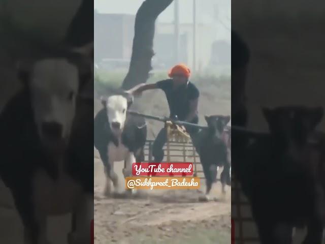 Top ox Race️#oxraces #sidhumoosewala #justiceforsidhumoosewala