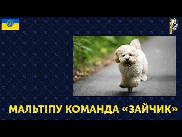  МАЛЬТІПУ КОМАНДА «ЗАЙЧИК» | ШКОЛА ДЛЯ СОБАК DRED