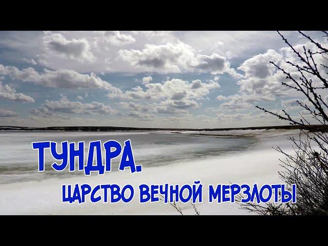 Природа Ямала. Тундра.  Царство вечной мерзлоты.