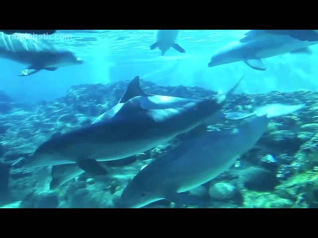 Dolphins at Sea World