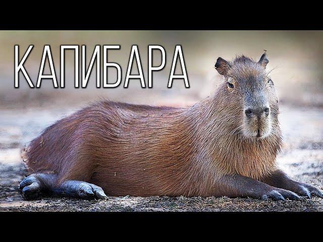 Capybara: The biggest water pig | Interesting facts about rodents