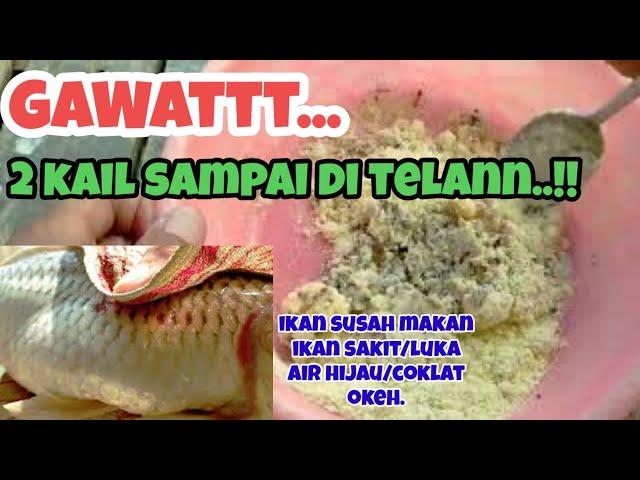 AHIRNYAA..UMPAN IKAN MAS ANDALAN HARIAN LOMBA KEBONGKAR...ikan sakit susah makan DOYANN..!!