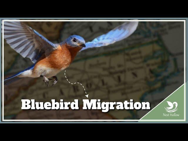 7 Secrets About Eastern Bluebird Migration