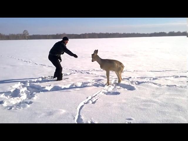 Косуля...