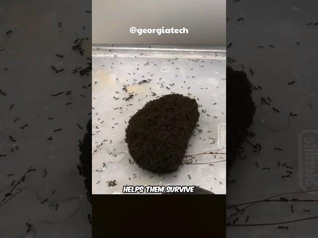 A Giant Ball Of Living Ants? 