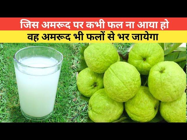 अमरूद में डाल दें यह चीज,फलों से भर जायेगा पौधा  | Guava plant care