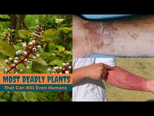 20 Most Deadly Plants That Can Kill Even Humans || Toxic Plants