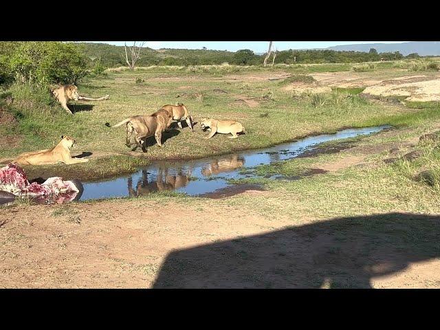 CRAZY! 4 Lion attack lioness to Protect Cub