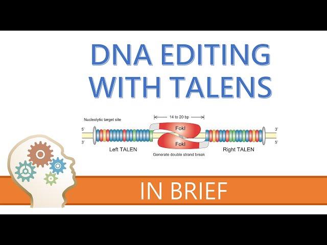 TALENs - TALE NUCLEASES - GENE EDITING EXPLAINED!