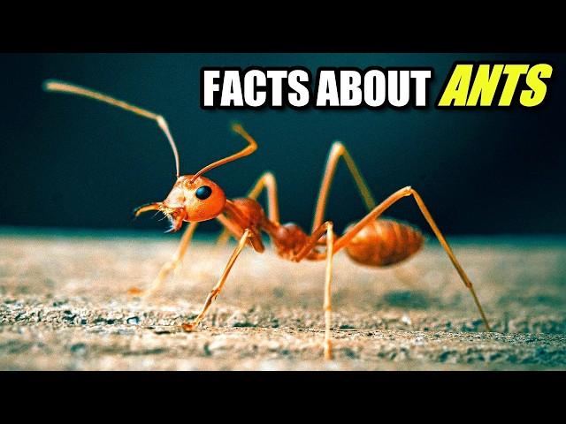 Ant Facts: OVER 10,000 SPECIES  Animal Fact Files