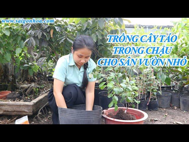 (P1)HƯỚNG DẪN TRỒNG CÂY TÁO TRONG CHẬU ĐƠN GIẢN CHO SÂN VƯỜN NHỎ