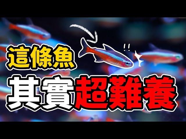 這隻魚其實沒有那麼好養？！新手千萬別碰的五種魚！Five kinds of fish should never touch!