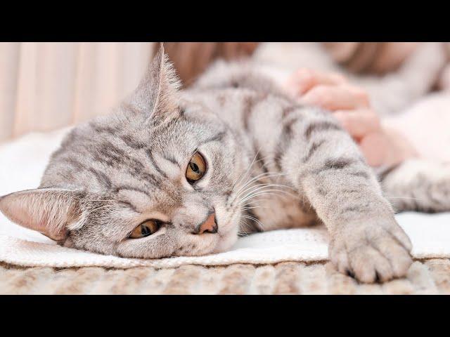 LONGEST EVER MUSIC FOR CATS - Relaxing Harp Music with Cat Purring Sounds