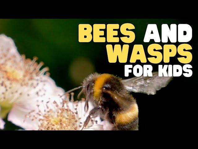 Bees and Wasps for Kids | Learn all about these interesting insects