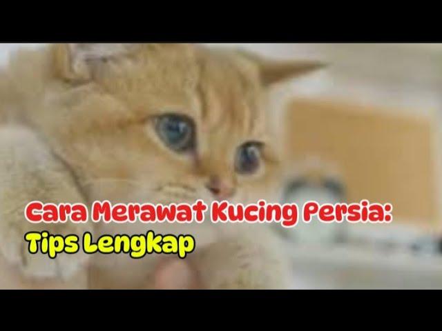 Cara Merawat Kucing Persia: Tips Lengkap