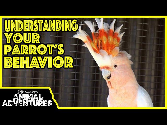 Understanding PARROT BEHAVIOR (and how to correct bad habits)