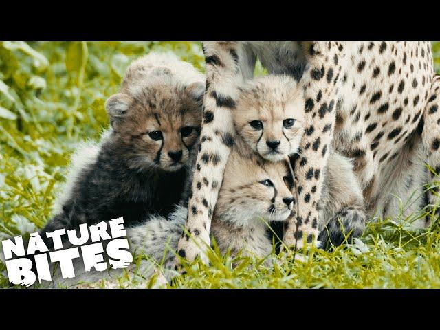 Endangered Cheetah Cubs Born at the Zoo | Nature Bites