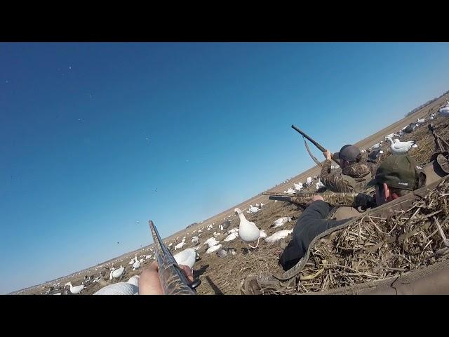 Snow Goose Hunting 2018 018