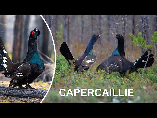 CAPERCAILLIE FUNNY VIDEO COMPILATION