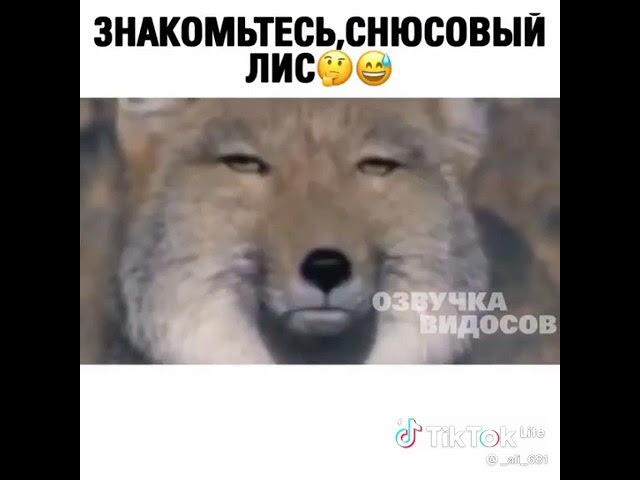 снюсовый лис
