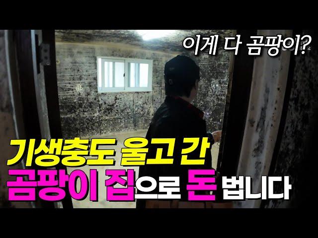 모두가 피하던 반지하 곰팡이집으로 3억 벌었어요. | 빌라 경매 | 쿵쿵나리 스튜디오