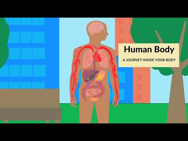 Human body for kids | How does our body work? | A journey inside the human body