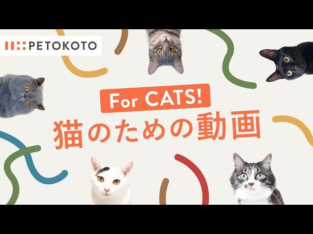 【猫が喜ぶ映像・猫が飽きない動画】ひも・動くネコなど Games For Cats！音あり30分