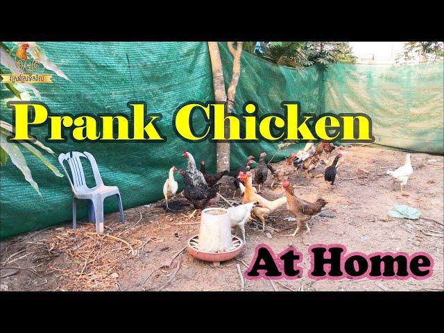 Prank Chicken Vs Chicken 2021| Chicken Funny 2021 | Sresre Toukvill