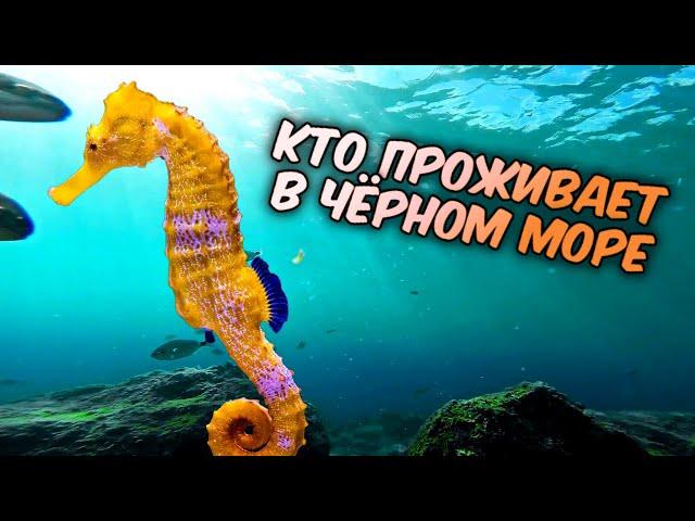 Обитатели Черного моря