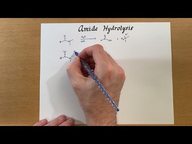 Amide Hydrolysis