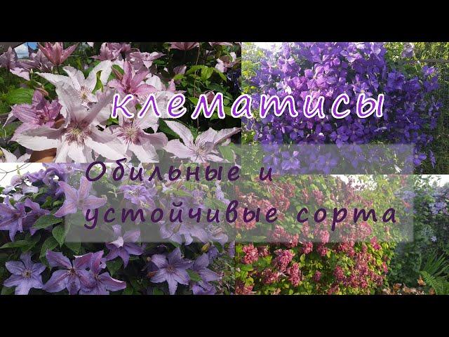 Устойчивые и обильно цветущие сорта клематисов. Северо-Западный регион.