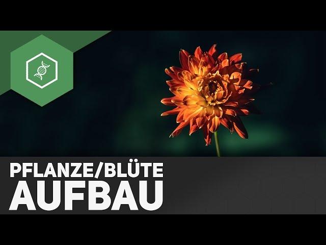 Pflanze und Blüte Aufbau - einfach erklärt