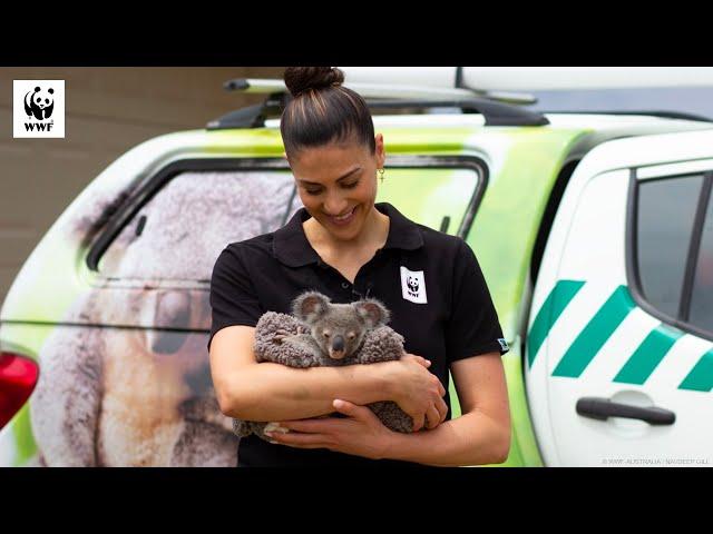 Stephanie Rice Meets Koala Joeys! | WWF-Australia