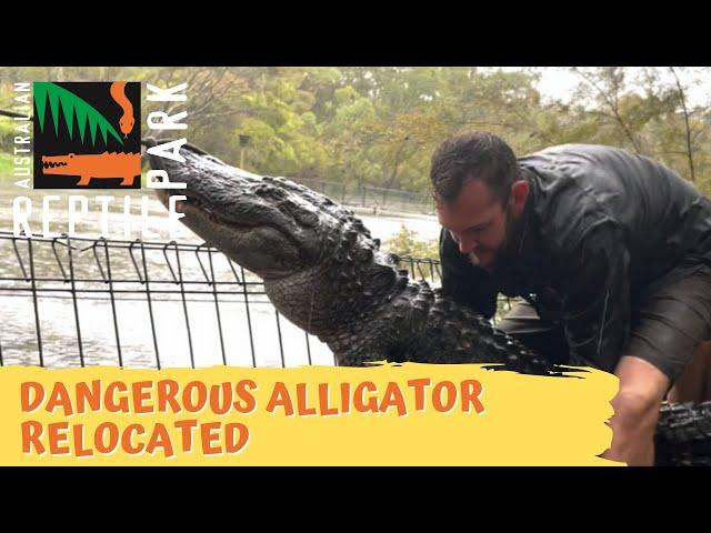 Alligator got over the fence! | Australian Reptile Park