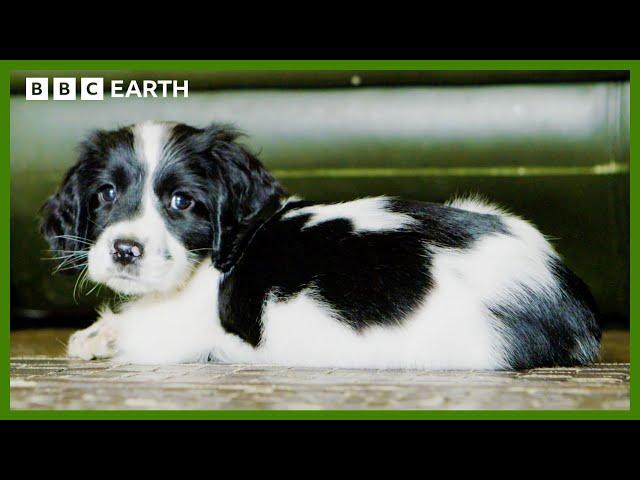 Mountain Rescue Puppy Explores New Environment | Wonderful World of Puppies | BBC Earth