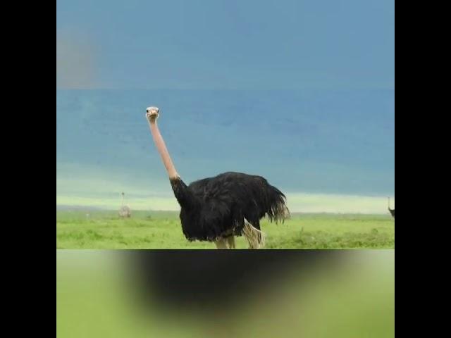 Ostrich Strutting Around the Ngorongoro Crater