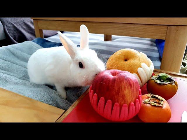 The 4th "Rabbit's Muckbang" that worth watching.(Korean Thanksgiving traditional Fruits)