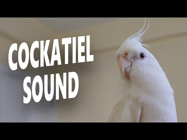 COCKATIEL SOUND