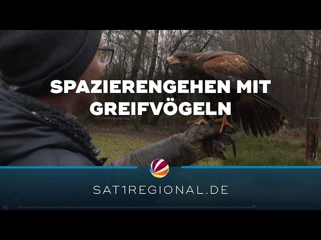 Hawk Walk: Im Wildpark Müden können Besucher mit Greifvögeln spazieren gehen